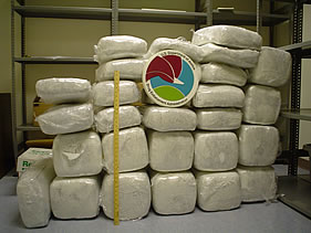 photo of seized marijuana