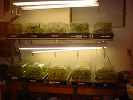 Indoor marijuana grow inside a LaPorte, IN residence shows plants in various stages of development.