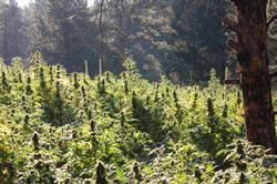 Live marijuana plants in Pike National Forest