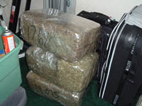 Seized marijuana.