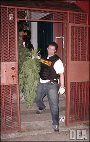 DEA Agents Removing Marijuana from Apartment in Manhattan