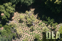 DEA Task Force Eradicates $20 Million Marijuana Grow in CA National Forest
