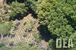 DEA Task Force Eradicates $20 Million Marijuana Grow in CA National Forest