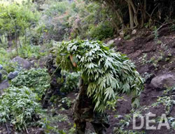 DEA Task Force Eradicates $20 Million Marijuana Grow in CA National Forest