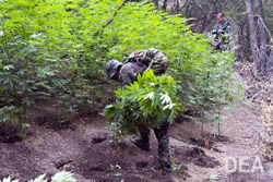 DEA Task Force Eradicates $20 Million Marijuana Grow in CA National Forest