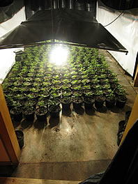 photo - caption below