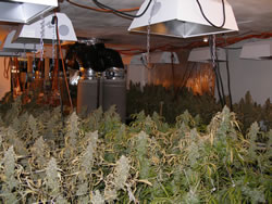 marijuana plans grown indoors