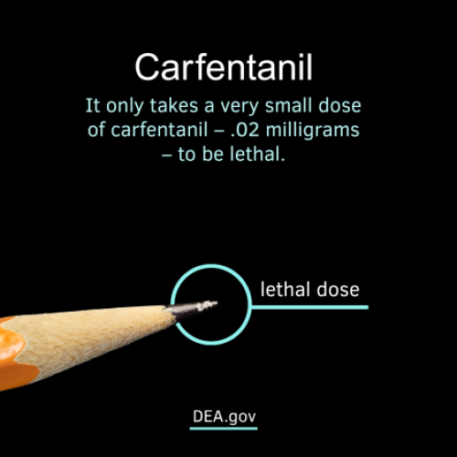 DEA Carfentanil Graphic
