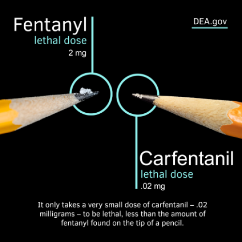 DEA Carfentanil Graphic