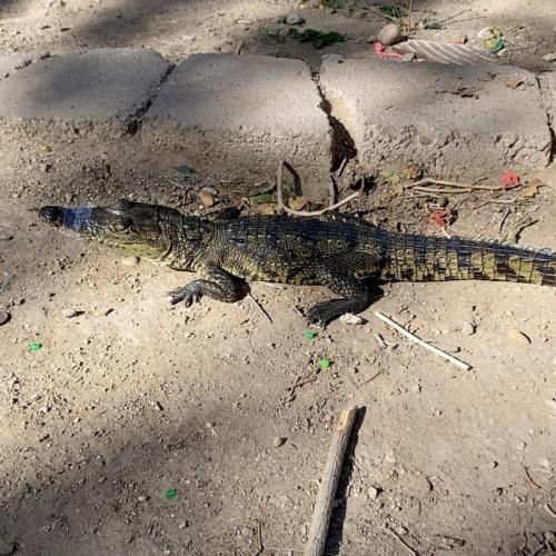 Alligator with mouth taped shut