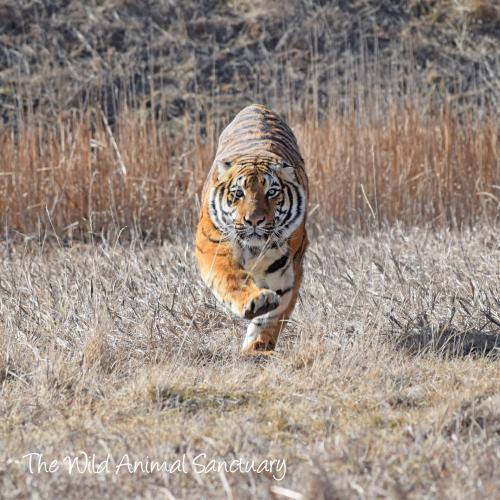 Photo of Duke as an adult tiger