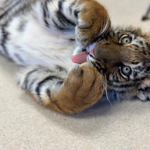 Photo of Duke as a cub