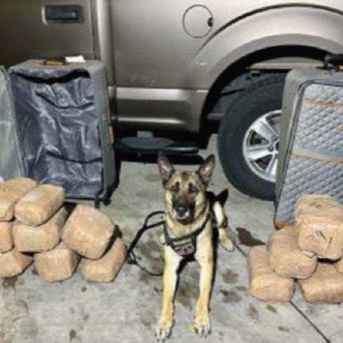 K9 with drugs seized from semi-truck
