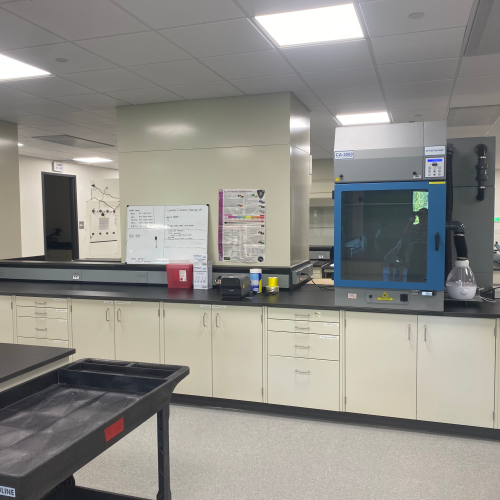 Londonberry - New England - Lab