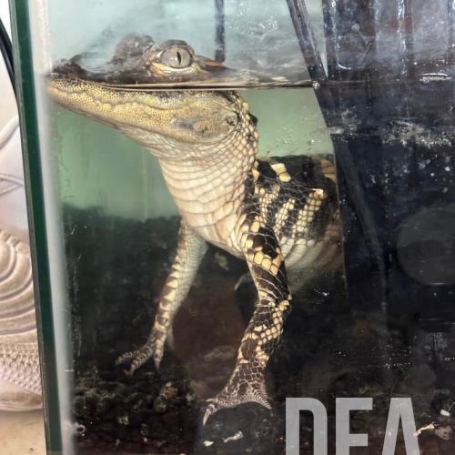 Image of small alligator rescued during multi-agency drug enforcement investigation.