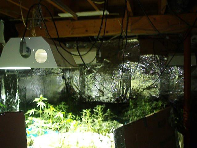 Indoor Marijuana Grow	