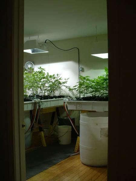 Indoor Marijuana Grow