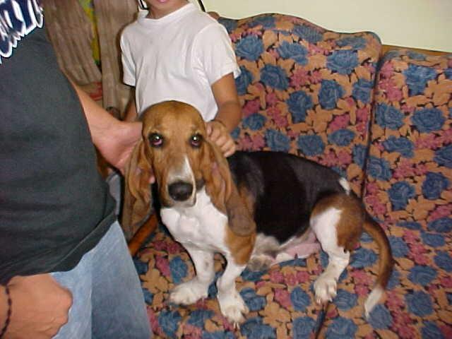 Donna was one of the dogs saved.  She was adopted by an officer in the Colombian National Police 