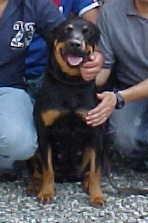 Heroina was one of the dogs saved.  She became a drug detection dog in the Colombian National Police 