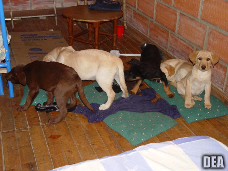 puppies found in Colombia