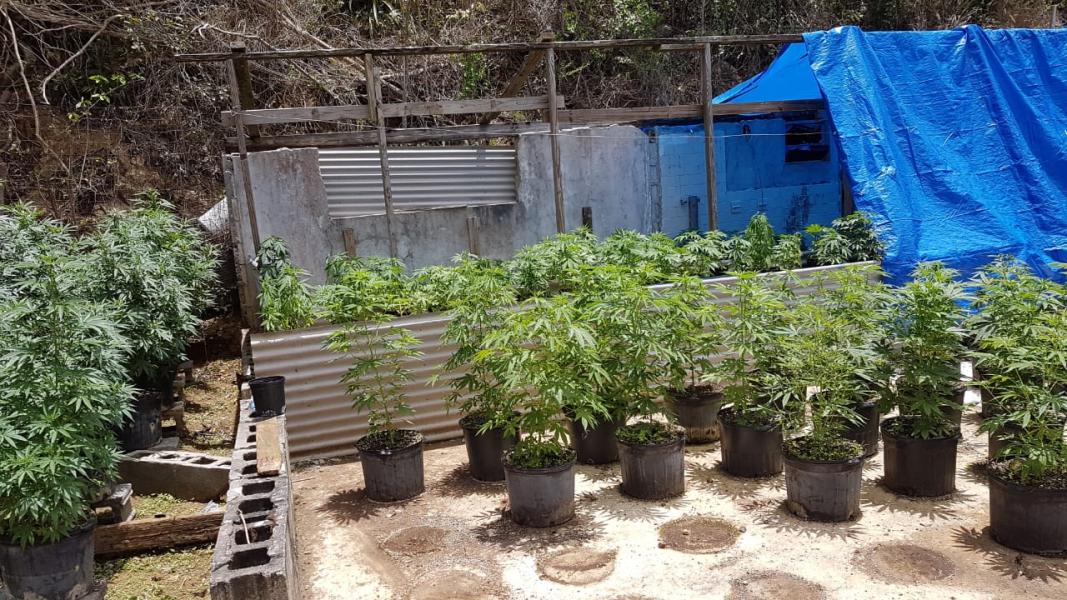 Outdoor marijuana grow