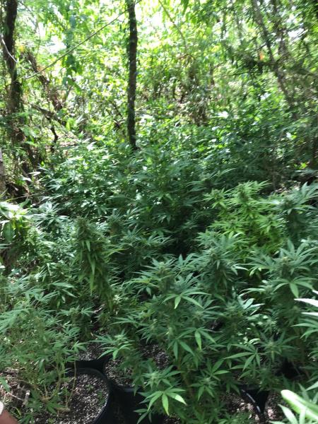 Outdoor marijuana grow