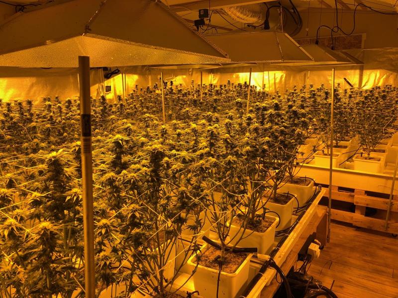 Indoor marijuana grow