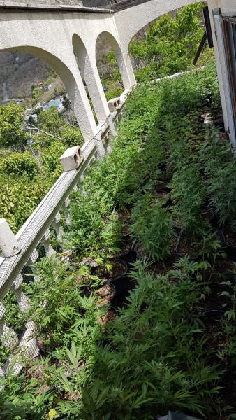Outdoor Marijuana Grow