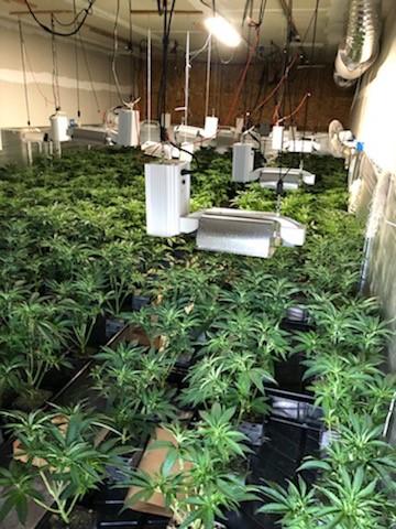 Indoor marijuana grow