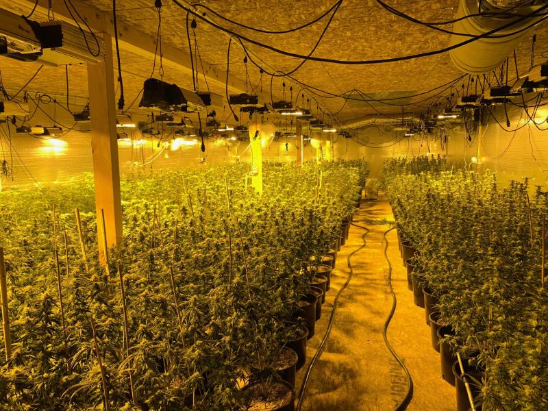 indoor_marijuana grow_yellowlights