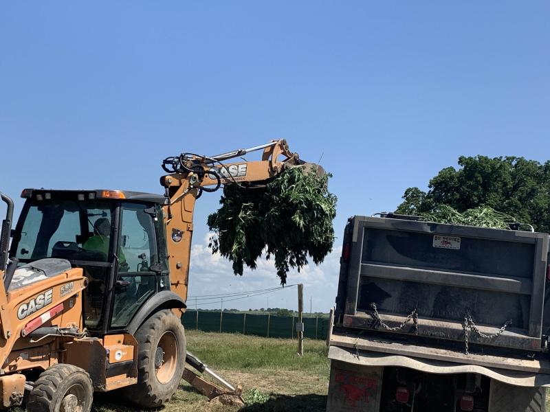 backhoe filling dump truck bed with marijuana