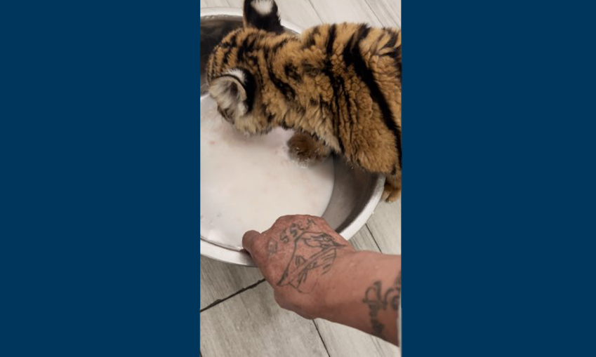 Photo of a tiger cub being fed by the suspect. The photo shows the suspect's distinctive tattoos.