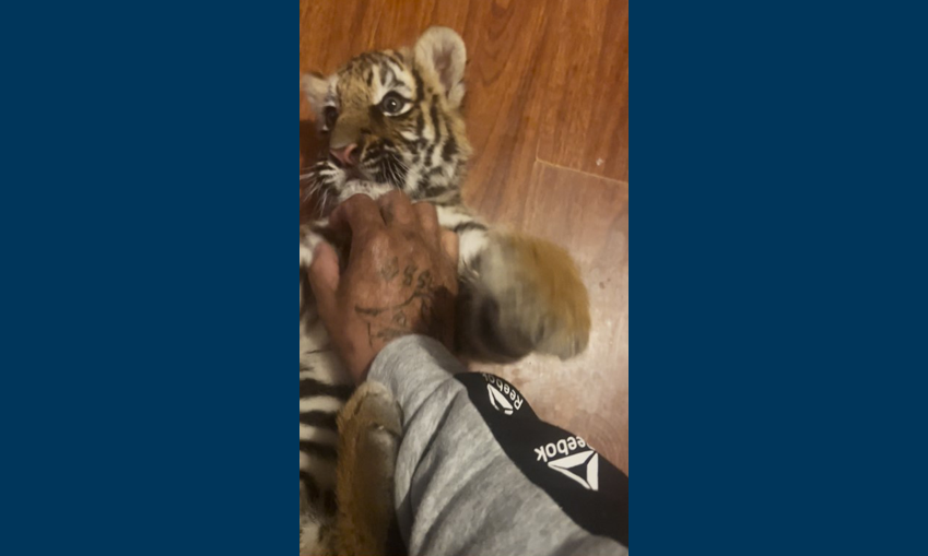 Photo of a tiger cub being fed by the suspect. The photo shows the suspect's distinctive tattoos.