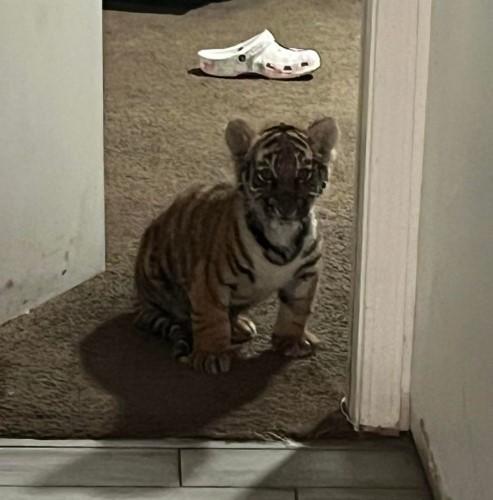 Photo of a tiger cub in the suspect's residence.