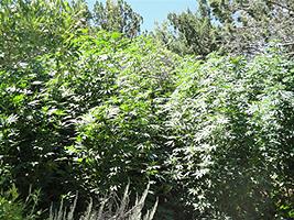Tall marijuana plants found at the grow site.