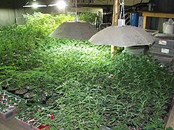 Marijuana plants growing in Herkimer County, N.Y.