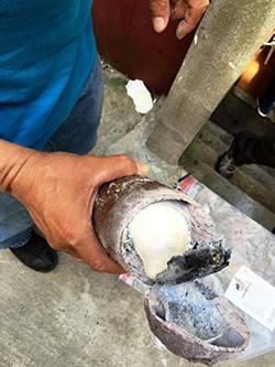 Fake plastic Yucca containing cocaine found in a basement apartment in the Soundview section of the Bronx.