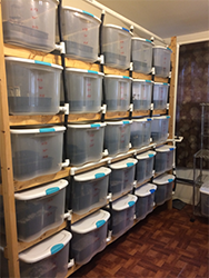 Psychedelic mushroom grow.