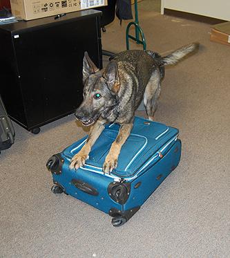 Canine “Kirby” alerting to luggage containing the drugs. 