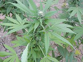 Eradicated Marijuana plants.