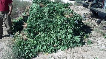 Eradicated Marijuana plants.