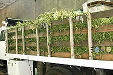 Truck containing the bulk of the 41,000 plants.