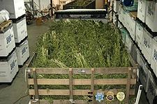 A truck and a trailer in foreground used to haul the marijuana to evidence.